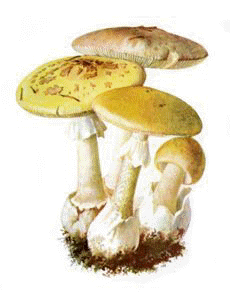 Amanita Mushrooms