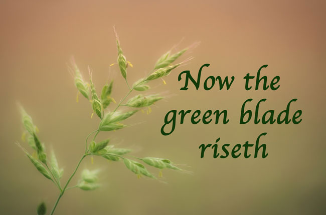 Now the green blade riseth 