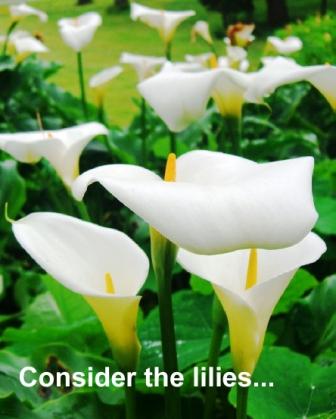 Consider the lilies how they grow