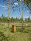 Memorials available for woodland burial