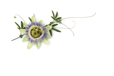 passion flower