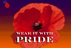 Poppy for Remembrance Sunday