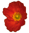 Poppy