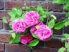 We love our flowers