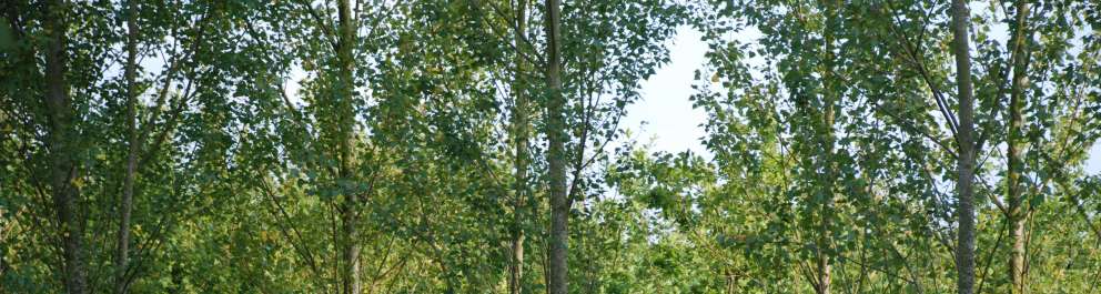 Woodland restoration